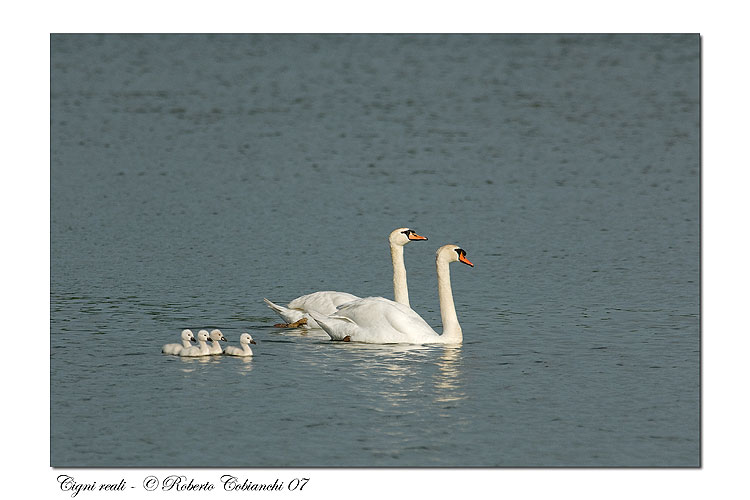Cigno reale - Cygnus olor  &  Cigno nero - Cygnus atratus